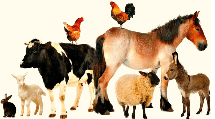 сельскохозяйственные животные и птицы