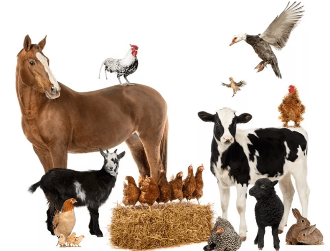 кальций для сельскохозяйственных животных и птиц