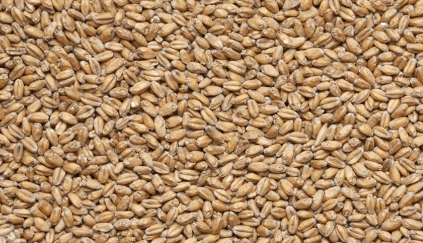 пшеница зерно
