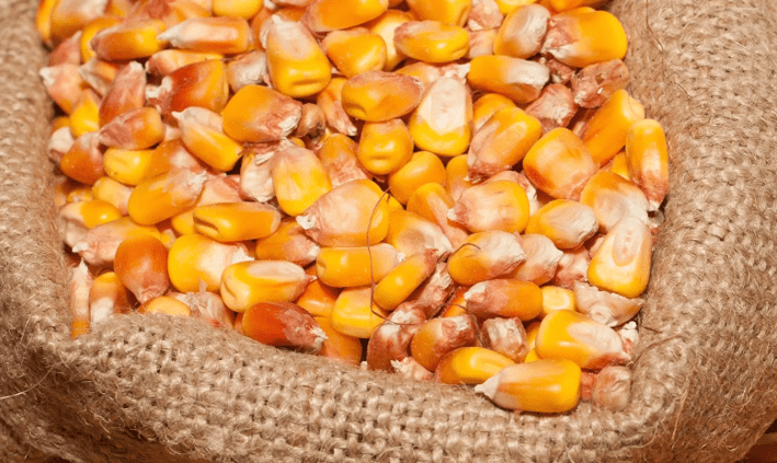 кукуруза фуражная характеристики и состав 