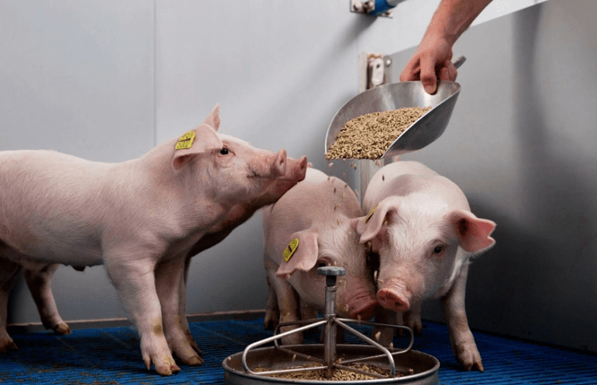 кормление свиней
