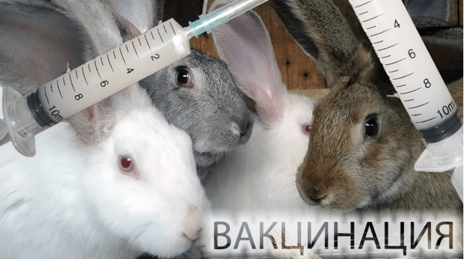 вакцинация кроликов 