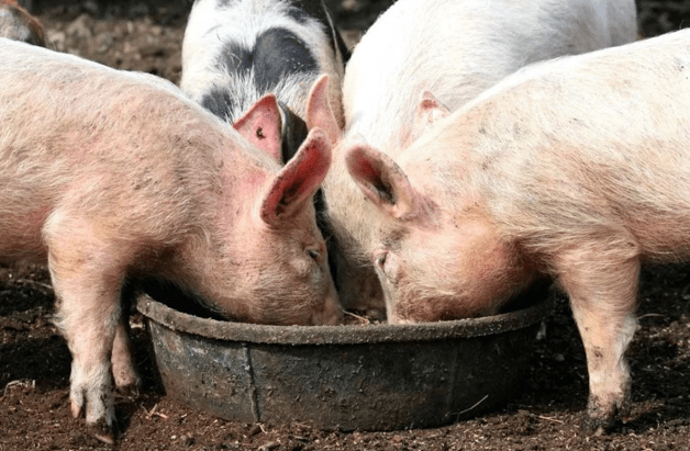мясокостная мука для свиней
