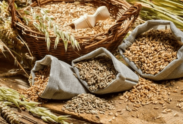 пшеница кормовая
