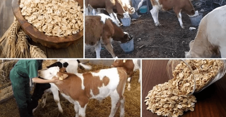 геркулес для сельскохозяйственных животных