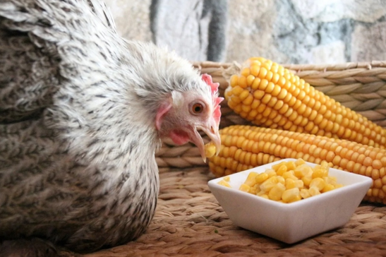 Кукуруза и рожь для кормления кур