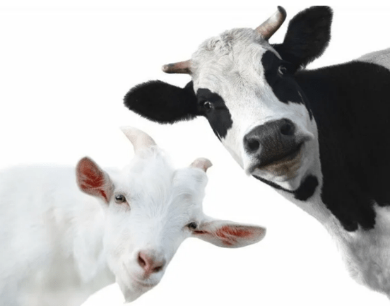 коровы и козы 