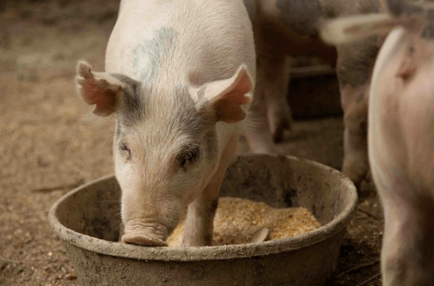 кормление взрослых свиней комбикормом 