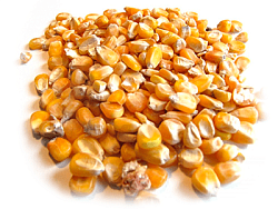 Кукуруза цельное зерно 40 кг.